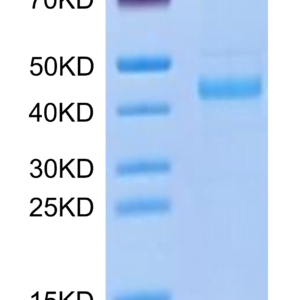 SDS-PAGE gel of Human SFRP1/SARP2 Protein 3273
