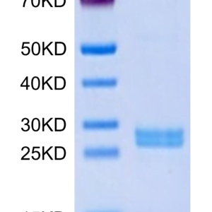 SDS-PAGE gel of Human Hepcidin/HAMP Protein 3274