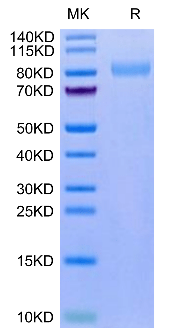 SDS-PAGE gel of Mouse LRRN1 Protein 3275