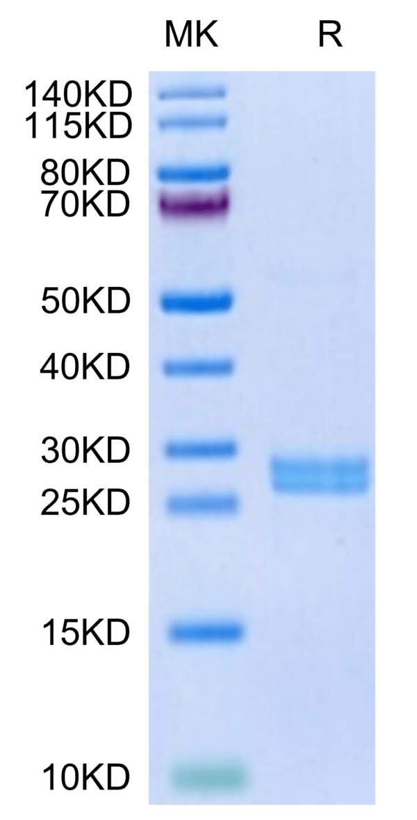 SDS-PAGE gel of Mouse Hepcidin/HAMP Protein 3277