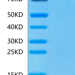 SDS-PAGE gel of Human CXCL4 Protein 3279