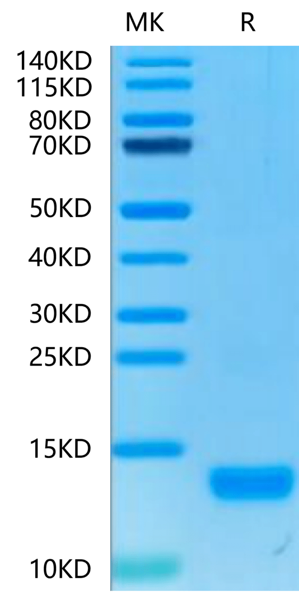 SDS-PAGE gel of Human CXCL4 Protein 3279