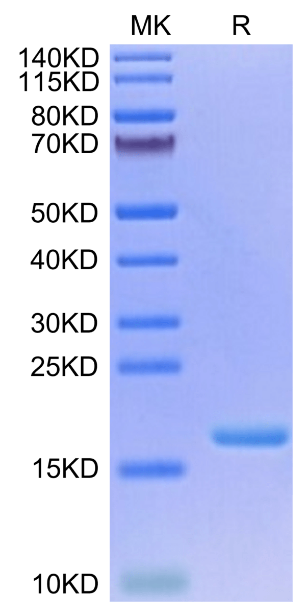 SDS-PAGE gel of Biotinylated Human IL-3 Protein 3282