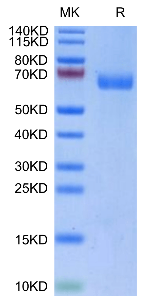 SDS-PAGE gel of Biotinylated Human LILRA4/CD85g Protein 3283