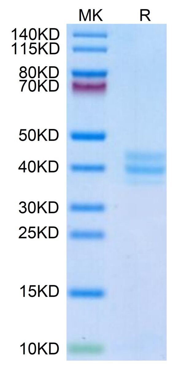 SDS-PAGE gel of Mouse GPA33/A33 Protein 3288