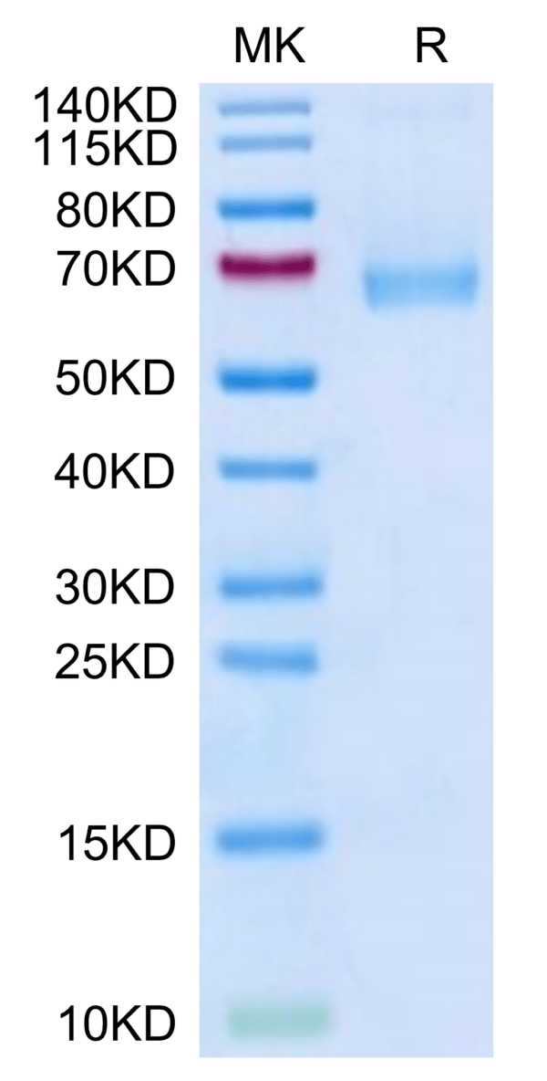 SDS-PAGE gel of Mouse IL-7R alpha/CD127 Protein 3290