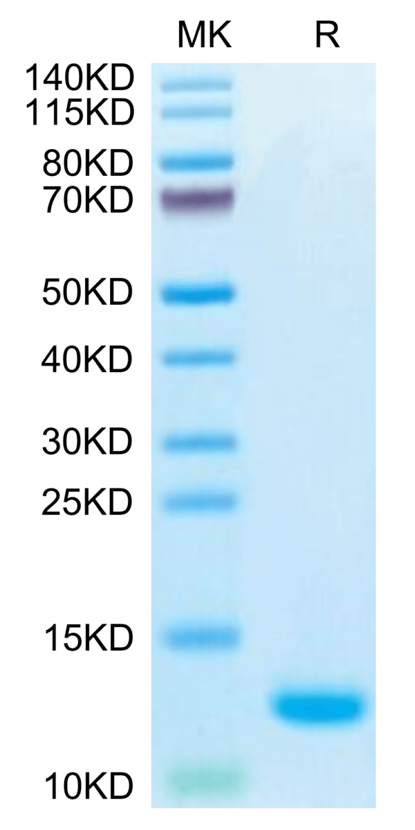 SDS-PAGE gel of Biotinylated Human CCL5 Protein 3294