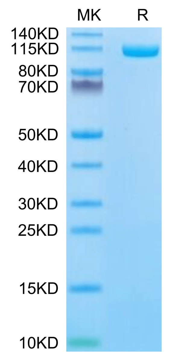 SDS-PAGE gel of Biotinylated Human ENPP-1 Protein 3295