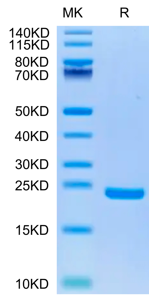 SDS-PAGE gel of Biotinylated Human Midkine Protein 3298