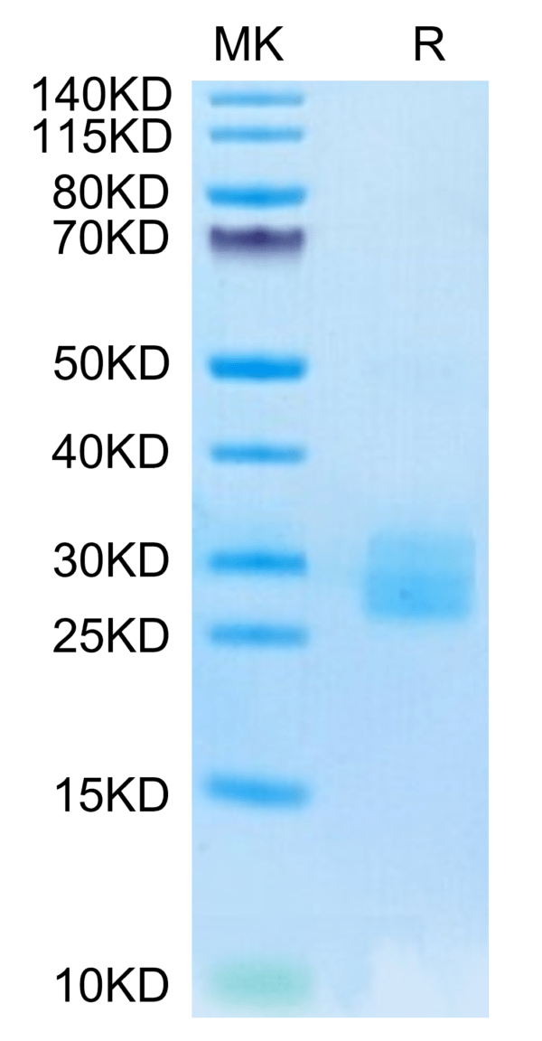 SDS-PAGE gel of Biotinylated Human IL-25/IL-17E Protein 3299