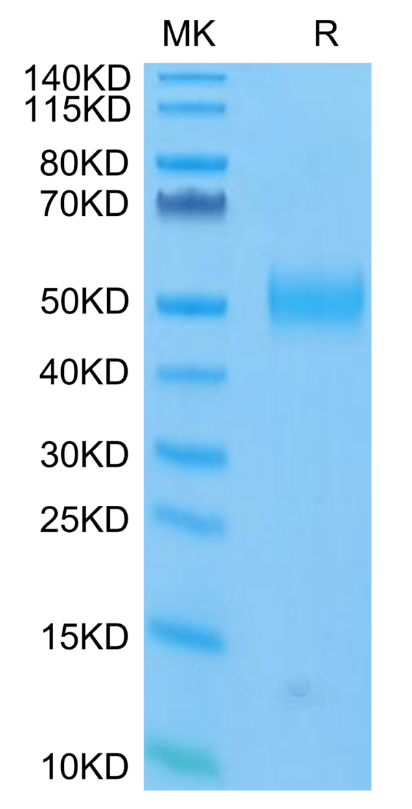 SDS-PAGE gel of FITC-Labeled Human Siglec-3/CD33 Protein 3310