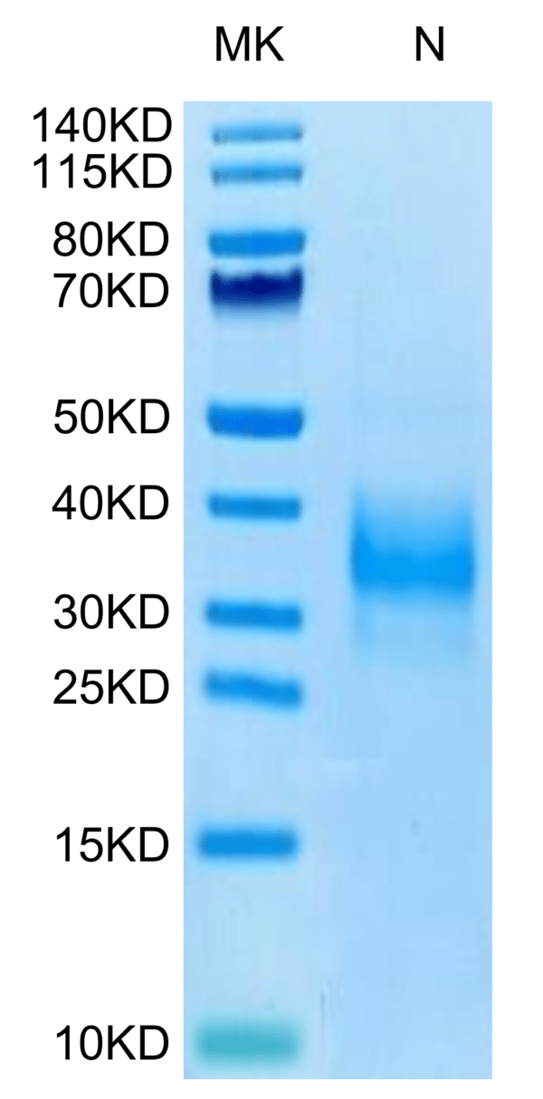 SDS-PAGE gel of Biotinylated Human SOST/Sclerostin Protein 3313