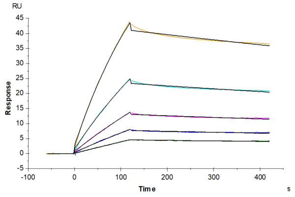 SPR with Cynomolgus LILRB2/CD85d/ILT4 Protein 3319
