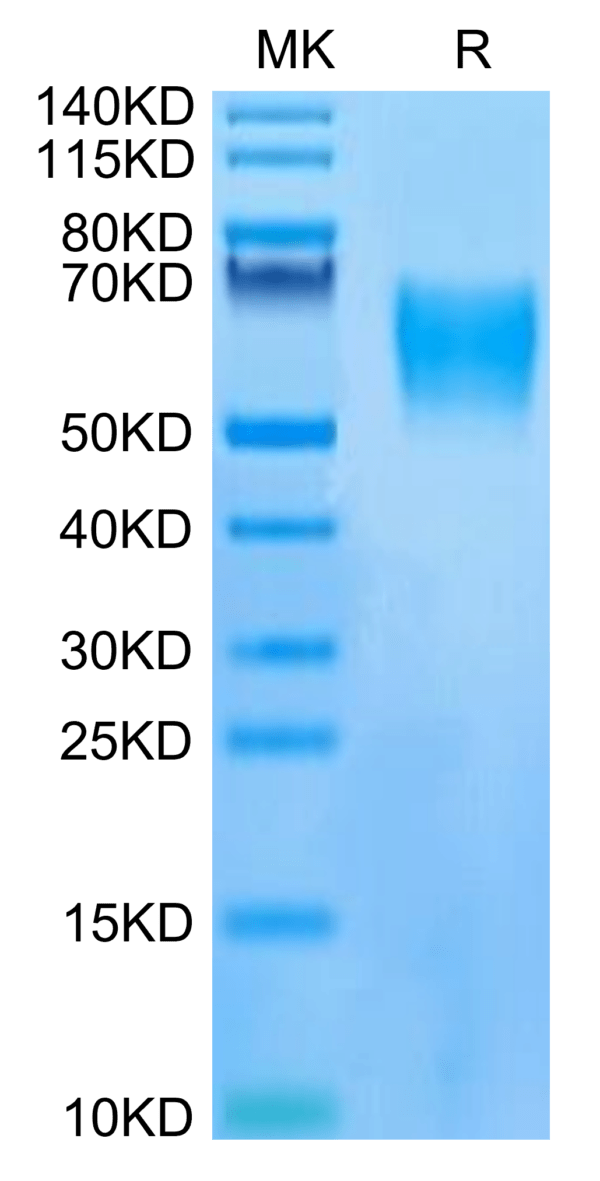 SDS-PAGE gel of Human LILRB1/CD85j/ILT2 Protein 3327
