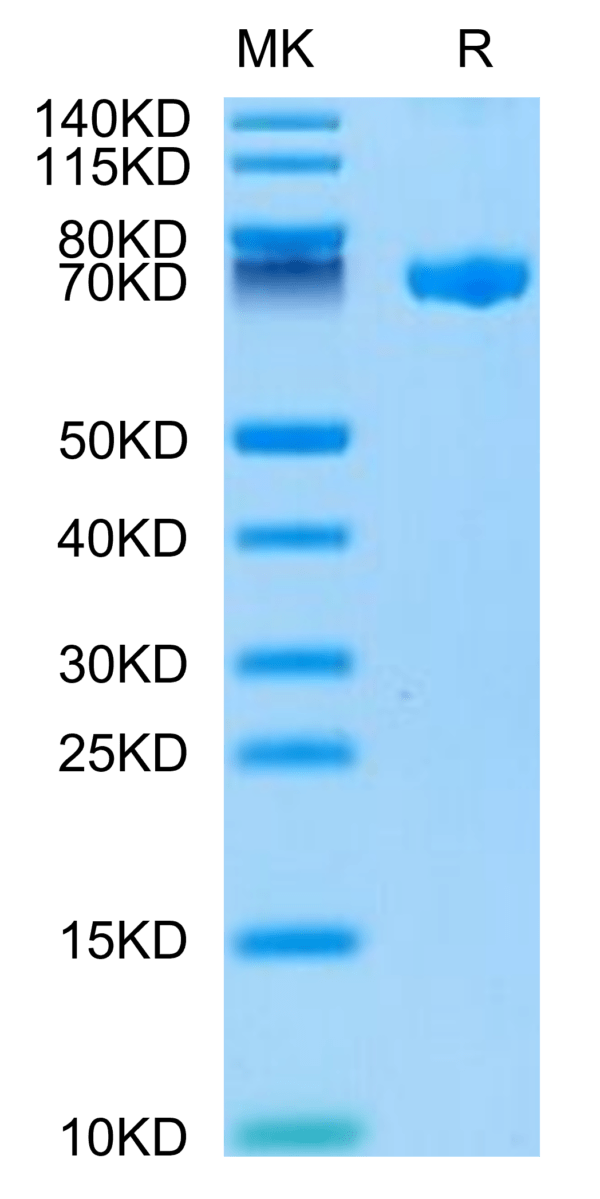 SDS-PAGE gel of Biotinylated Human CLEC2D Protein 3331