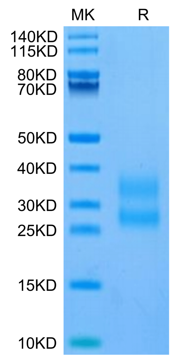 SDS-PAGE gel of Mouse ICOS/CD278 (C137S, C138S) Protein 3336