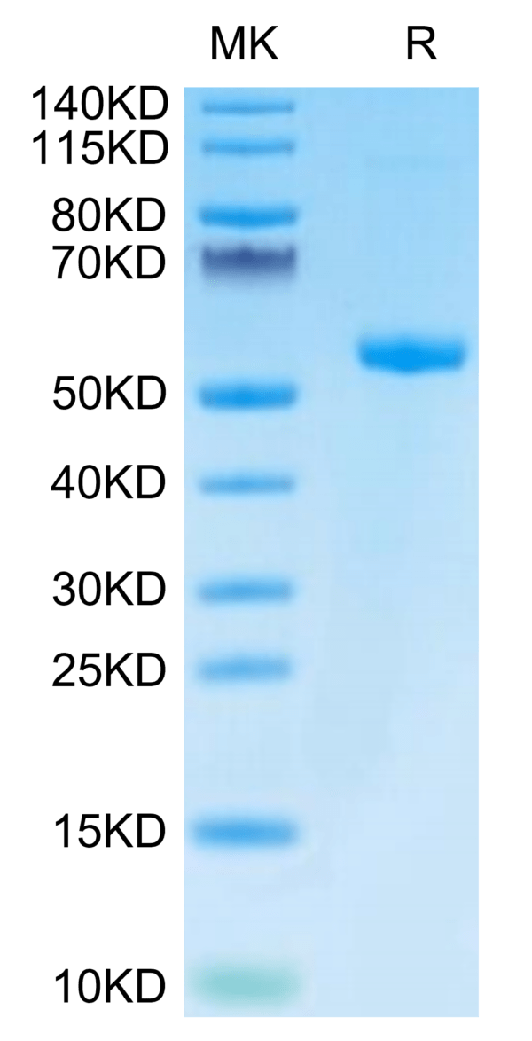 SDS-PAGE gel of Biotinylated Human HLA-A*03:01&B2M&KRAS WT (VVVGAGGVGK) 3339