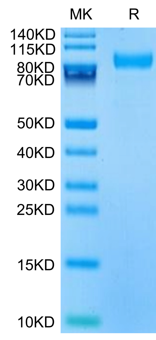 SDS-PAGE gel of Mouse CD180 Protein 3341