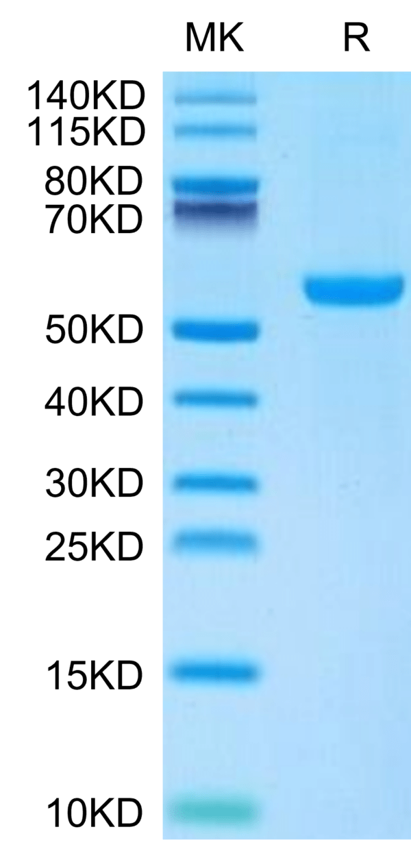SDS-PAGE gel of Mouse CD27 Ligand/CD70 Protein 3359