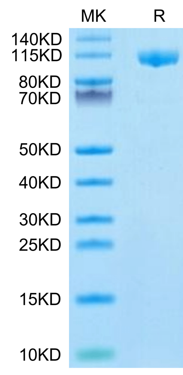 SDS-PAGE gel of Mouse Siglec-2/CD22 Protein 3363