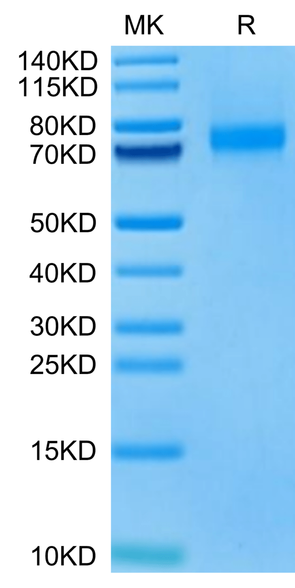 SDS-PAGE gel of Biotinylated Human Siglec-10 (R119A) Protein 3372