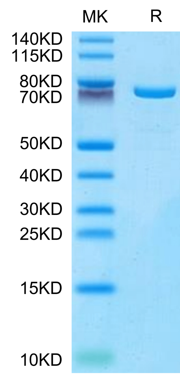 SDS-PAGE gel of Mouse TGM2 Protein 3374