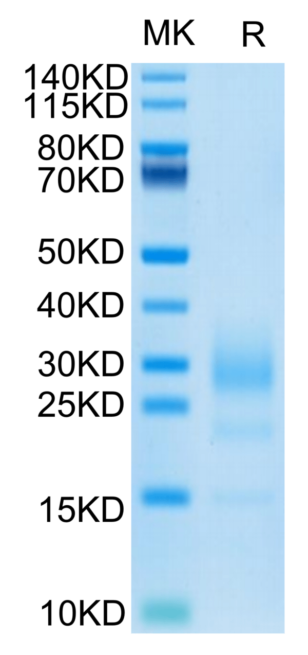 SDS-PAGE gel of Mouse IL-5 Protein 3376