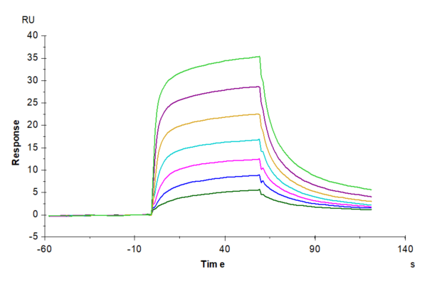 SPR with Mouse Serum Albumin Protein 3378