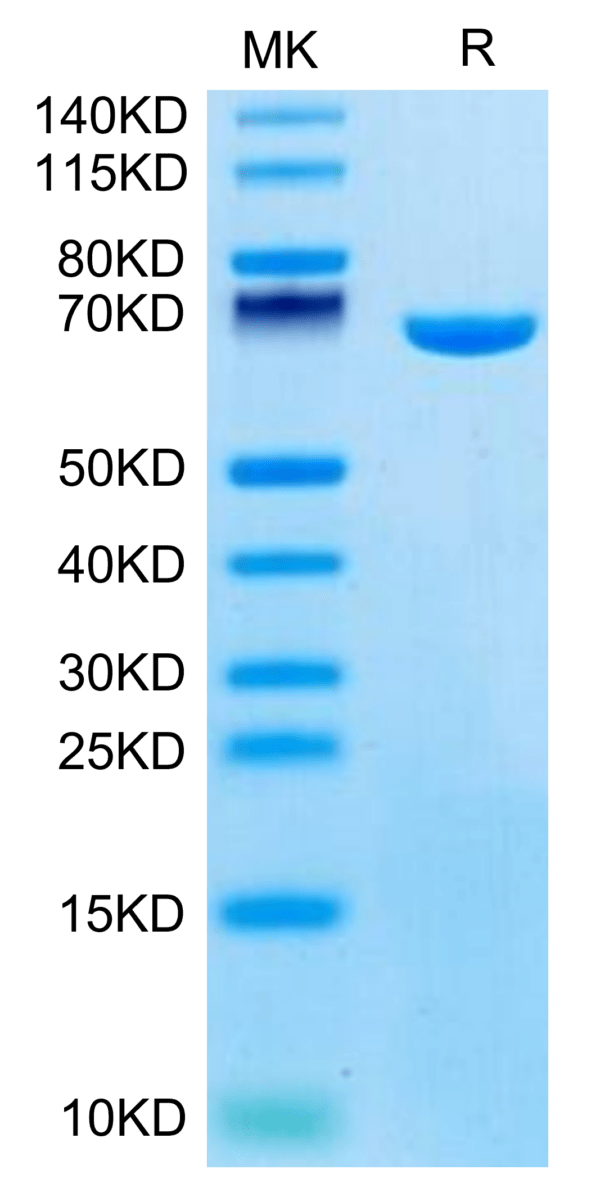 SDS-PAGE gel of Mouse Serum Albumin Protein 3378