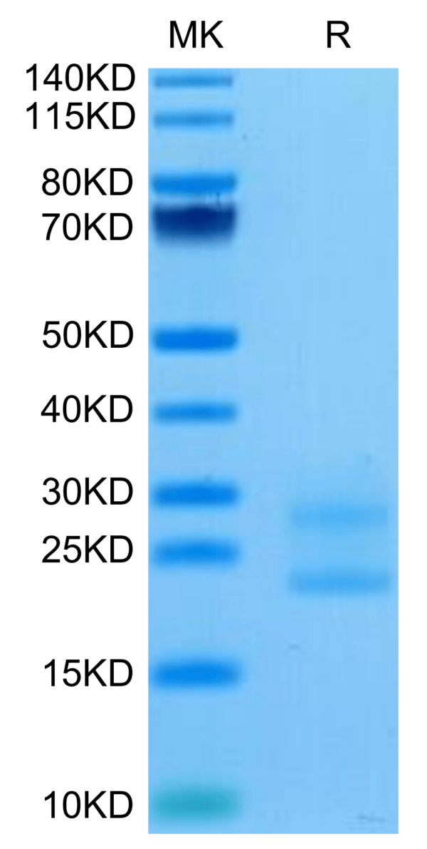 SDS-PAGE gel of Biotinylated Mouse IL-17A&F Protein 3390