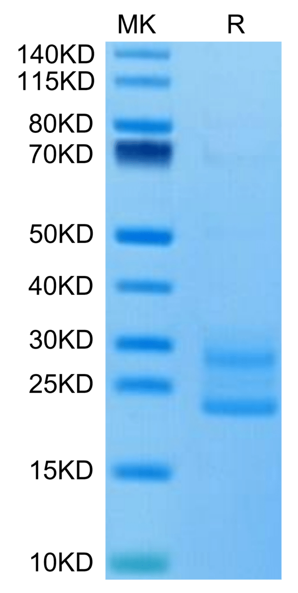 SDS-PAGE gel of Mouse IL-17A&F Protein 3391