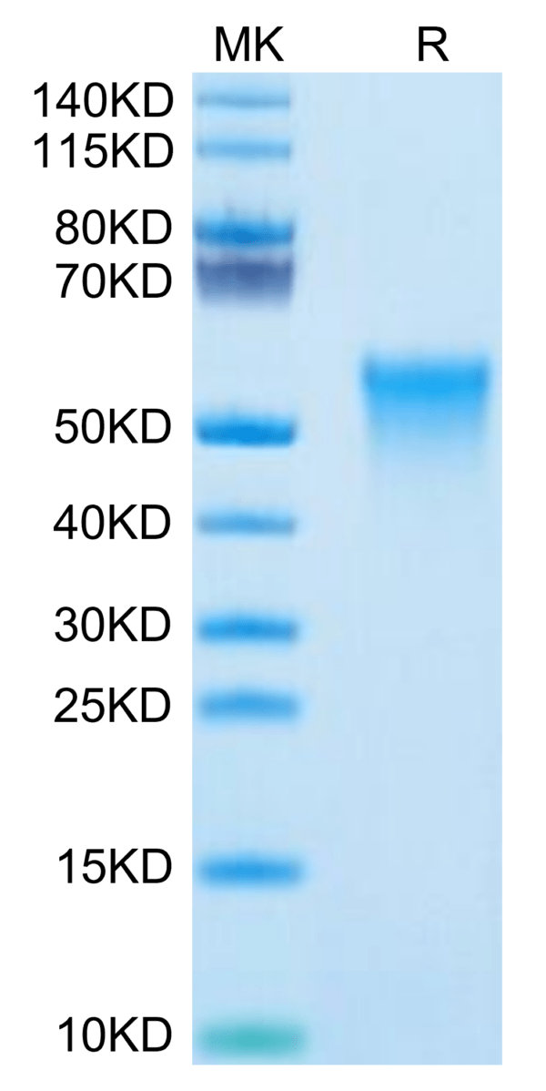 SDS-PAGE gel of Mouse OX40/TNFRSF4/CD134 Protein 3397