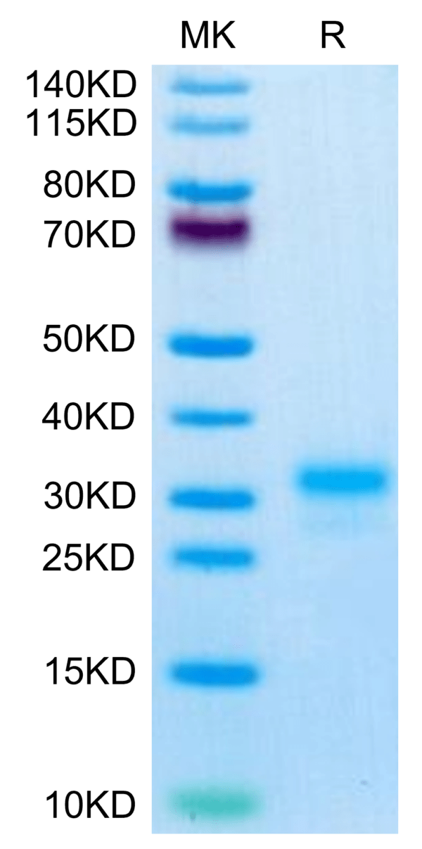 SDS-PAGE gel of Mouse IL-17F Protein 3400