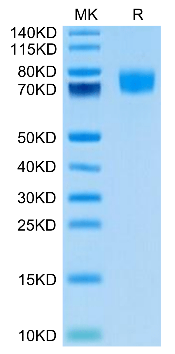 SDS-PAGE gel of Biotinylated Human ALCAM/CD166 Protein (Primary Amine L 3403