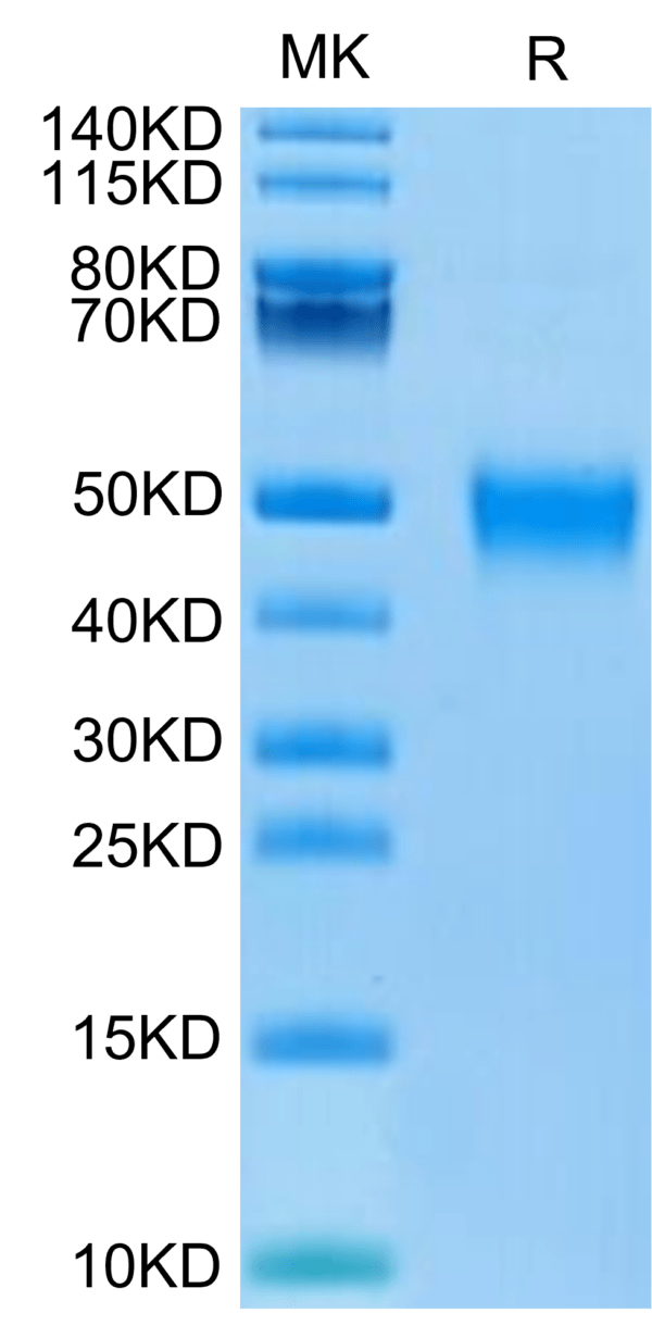 SDS-PAGE gel of Biotinylated Human KIR2DL5 Protein 3408