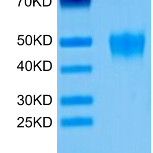 SDS-PAGE gel of Human KIR2DL5 Protein 3409