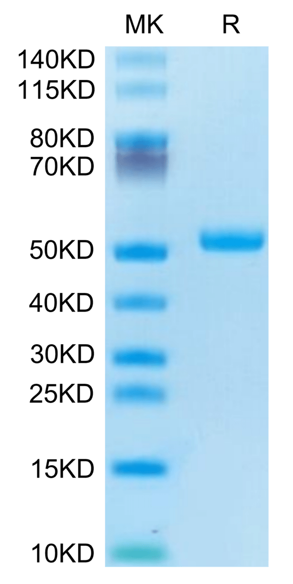 SDS-PAGE gel of Human TRAIL R2/DR5/TNFRSF10B Protein 3418