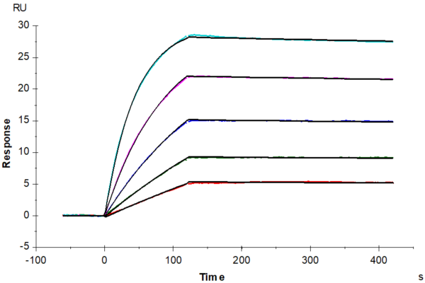 SPR with Human HLA-A*02:01&B2M&MAGE-A4 (GVYDGREHTV) Tetramer Protein 3423