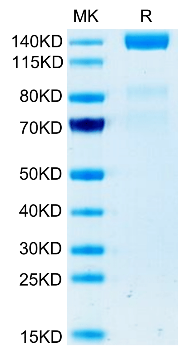 SDS-PAGE gel of Human VEGF R3/FLT4 Protein 3425