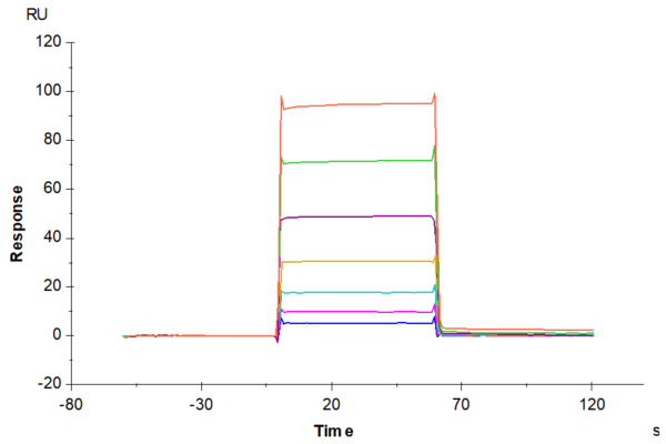 SPR with Mouse Fc gamma RIII/CD16 Protein 3428