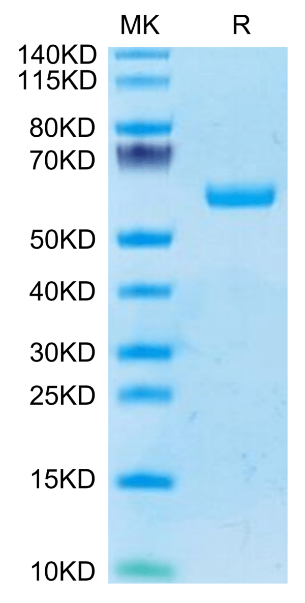 SDS-PAGE gel of Human BTN3A1/CD277 Protein 3434