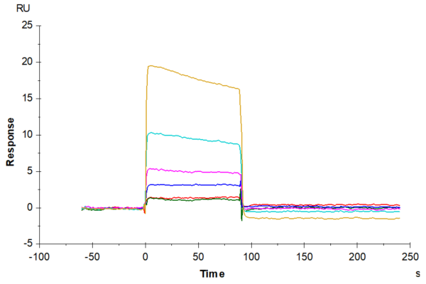 SPR with Biotinylated Human HLA-A*11:01&B2M&KRAS G12V (VVGAVGVGK) Monom 3435