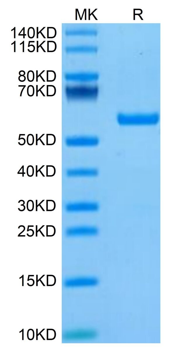 SDS-PAGE gel of Biotinylated Human HLA-A*11:01&B2M&KRAS G12V (VVGAVGVGK 3435