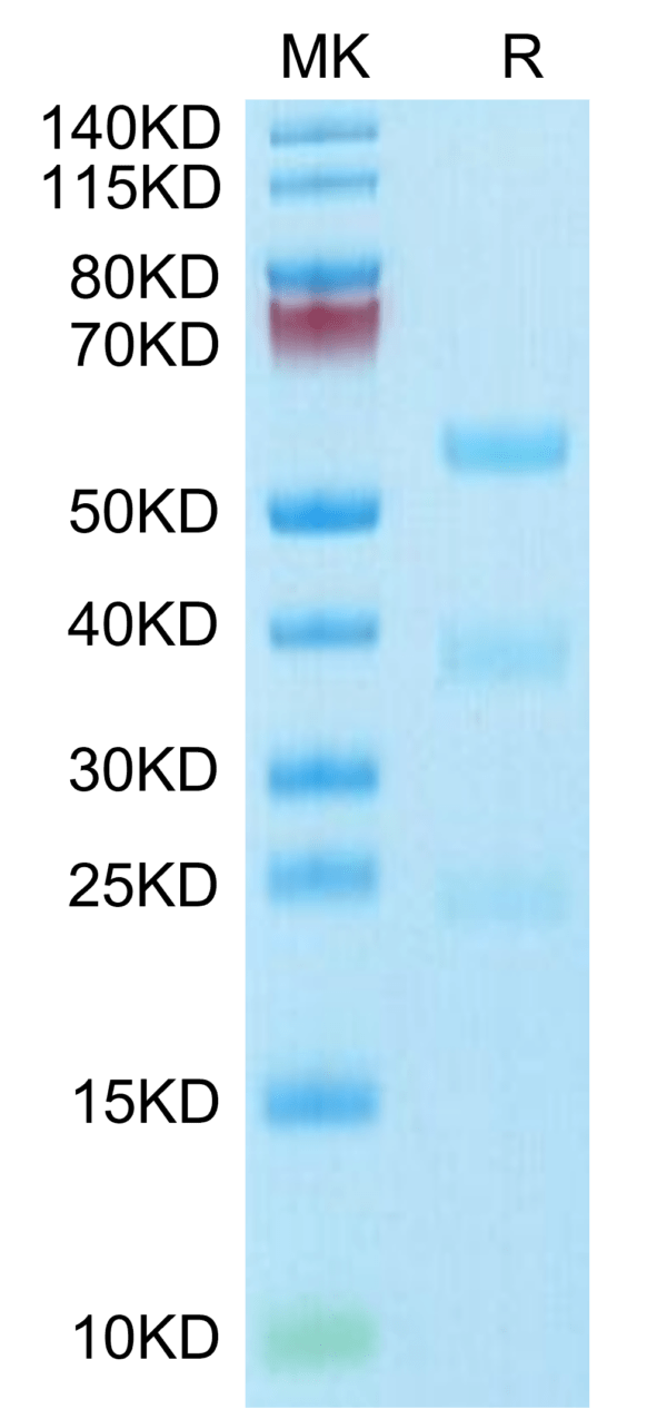 SDS-PAGE gel of Biotinylated Human PLAU/uPA Protein (active form)  3442