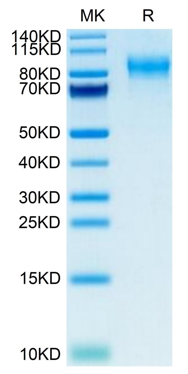 SDS-PAGE gel of Mouse PODXL2 Protein 3454