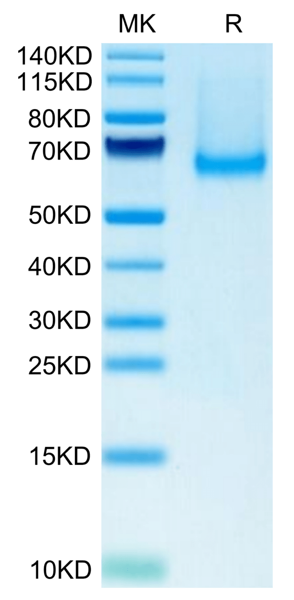 SDS-PAGE gel of Mouse Siglec-5/CD170 Protein 3457