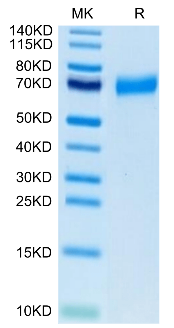 SDS-PAGE gel of Biotinylated Human CLEC12A/MICL/CLL-1 Protein 3458