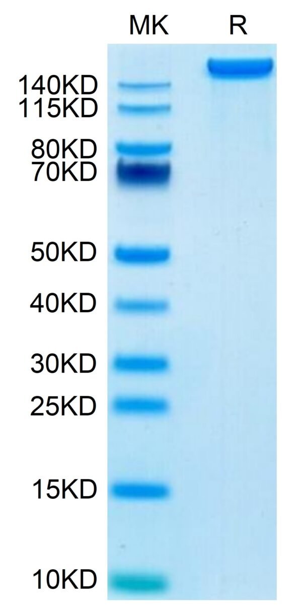 SDS-PAGE gel of Mouse LY75/CD205 Protein 3460