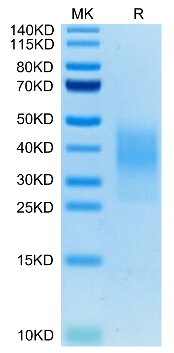 SDS-PAGE gel of Mouse TREM2 Protein 3462