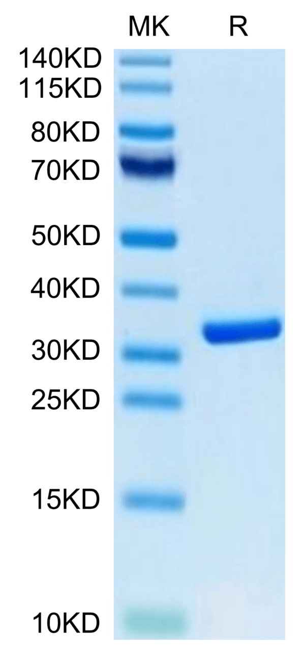 SDS-PAGE gel of Biotinylated Human HMGB1 Protein (Primary Amine Labelin 3473